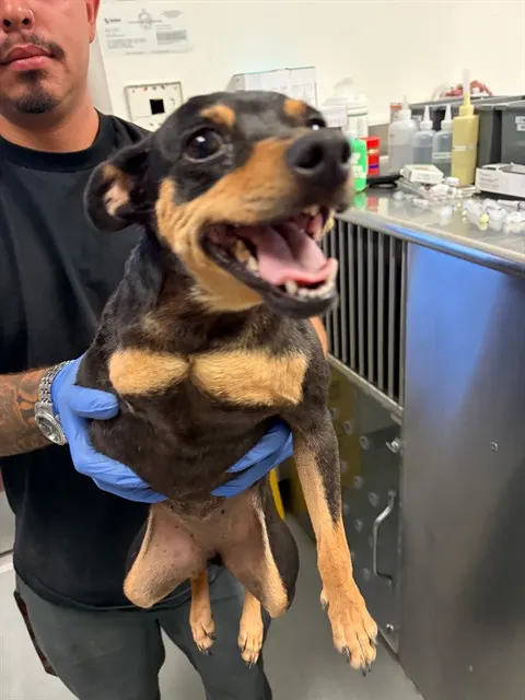 Adoptable Dog