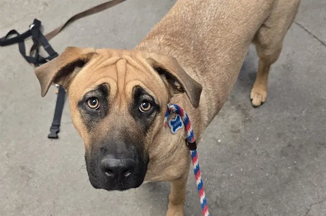 Mocha