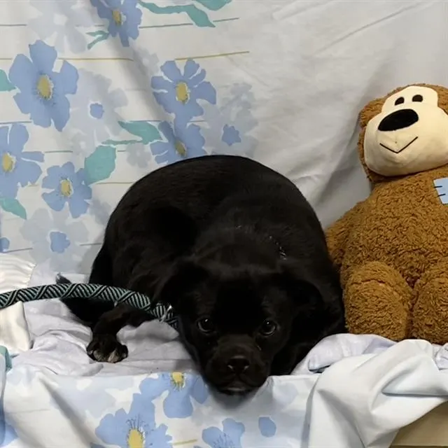 Adoptable Dog