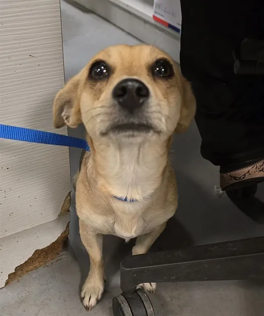 Adoptable Dog