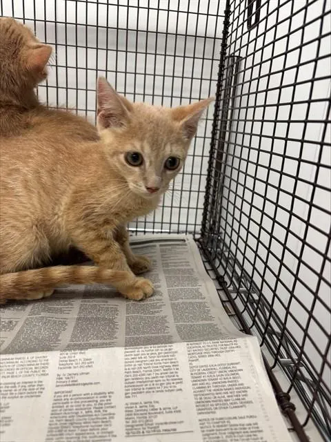 Adoptable Cat