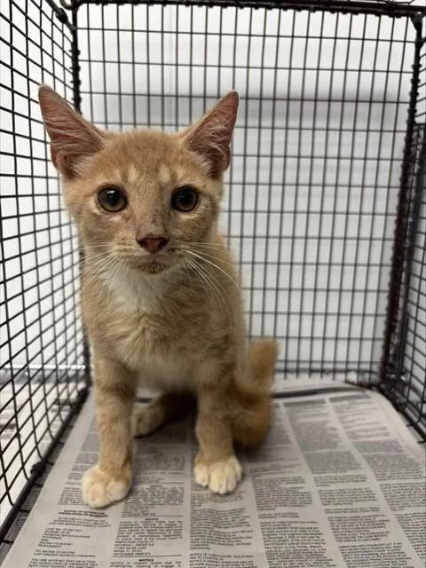 Adoptable Cat