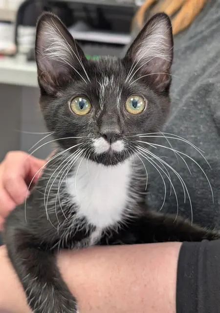 Lil' Jeffrey