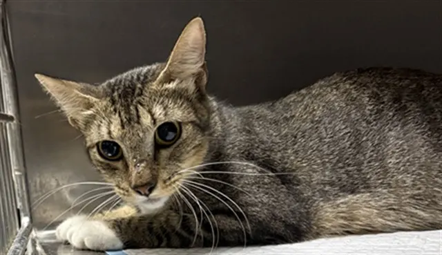 Adoptable Cat