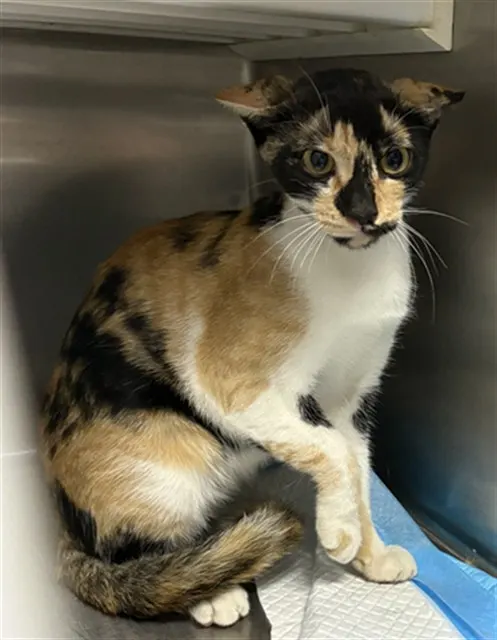 Adoptable Cat