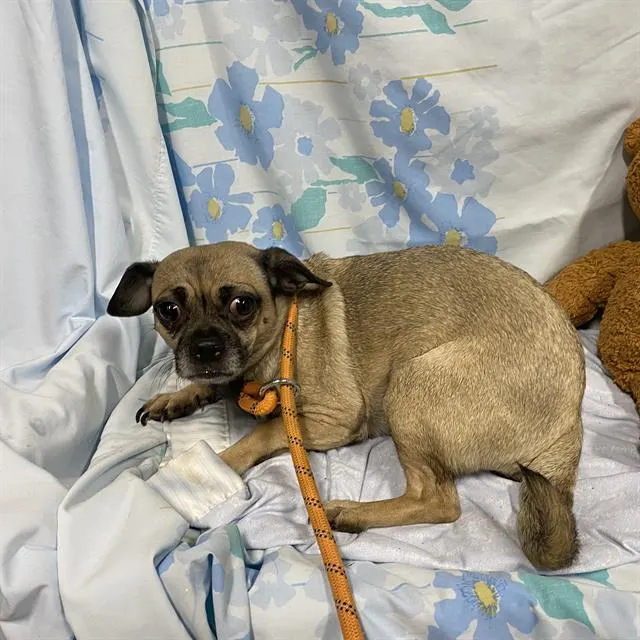 Adoptable Dog