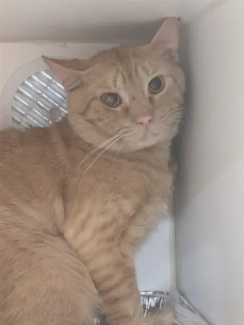 Milton
