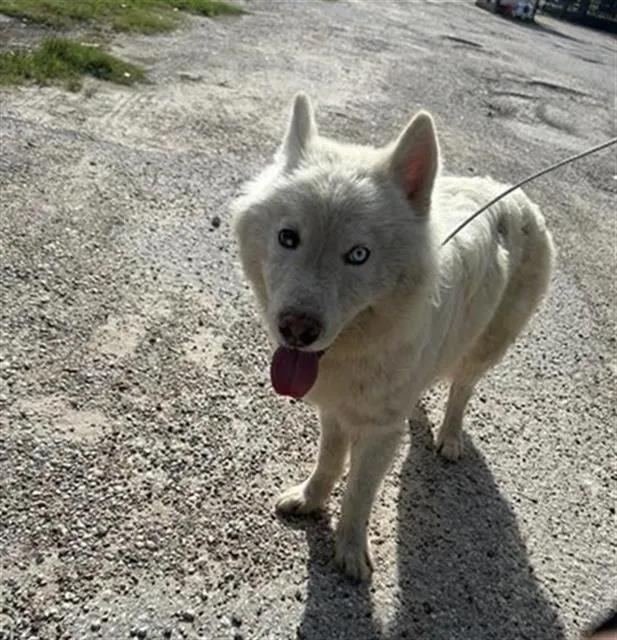 Adoptable Dog