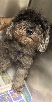 Louie
