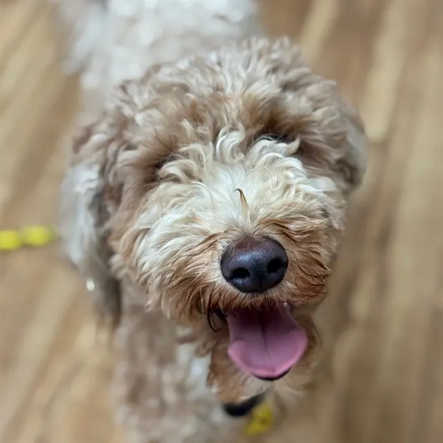 Adoptable Dog