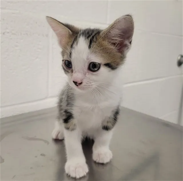 Mo