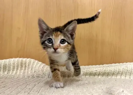 Suri