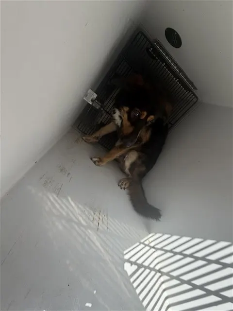Adoptable Dog