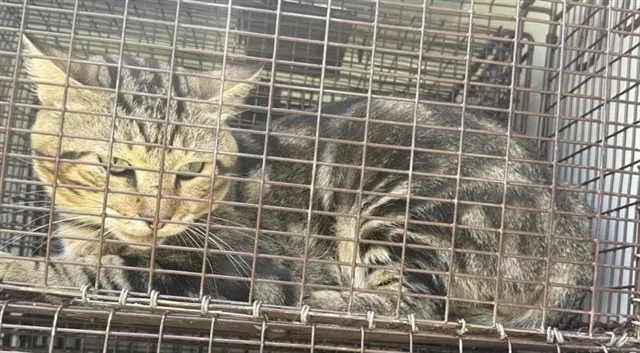 Adoptable Cat