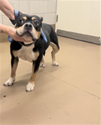 Adoptable Dog