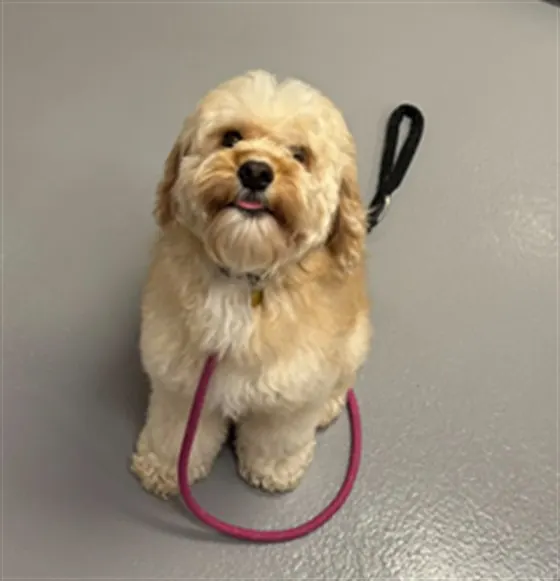 Caramelo