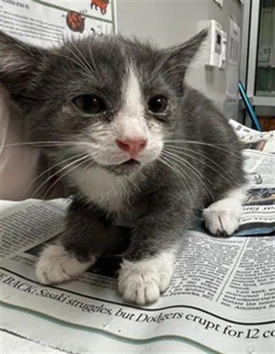 Adoptable Cat