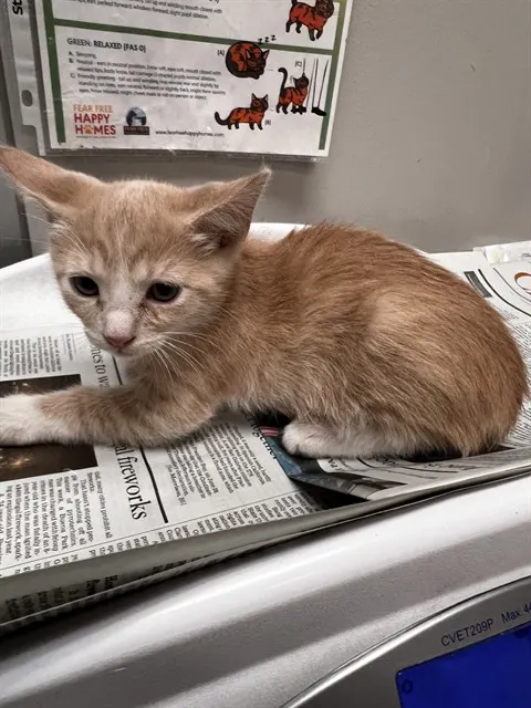 Adoptable Cat