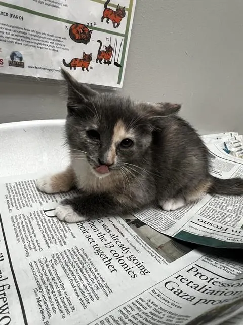Adoptable Cat