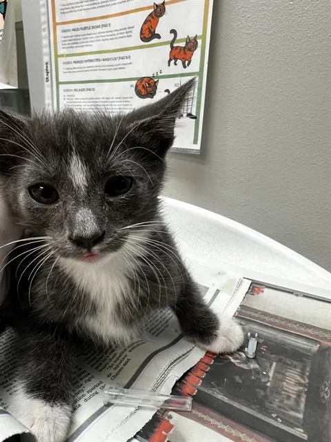 Adoptable Cat