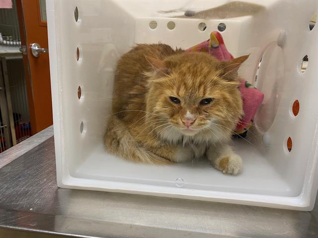 Adoptable Cat