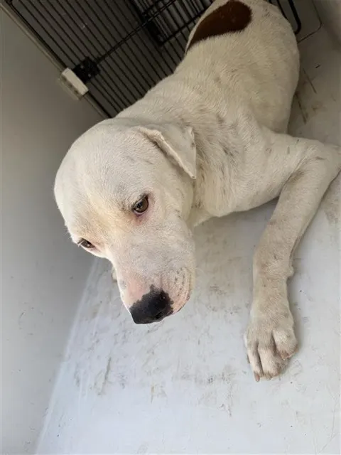 Adoptable Dog