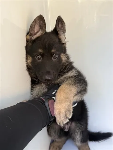 Adoptable Dog