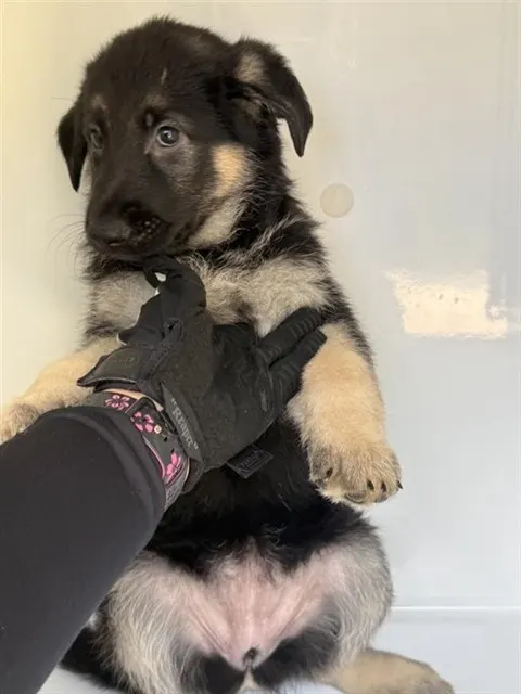 Adoptable Dog