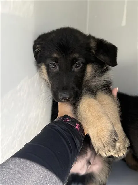 Adoptable Dog