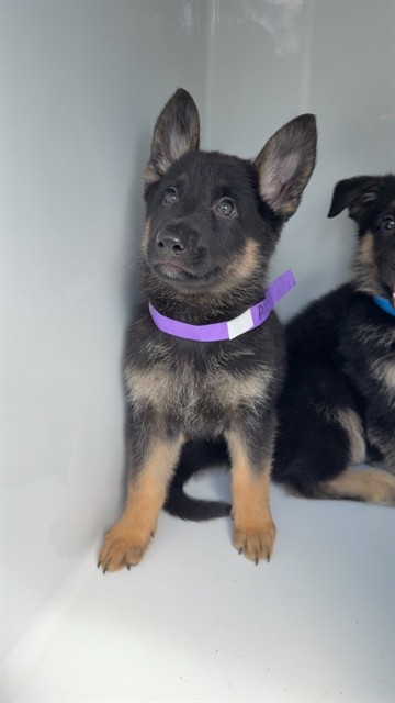 Adoptable Dog