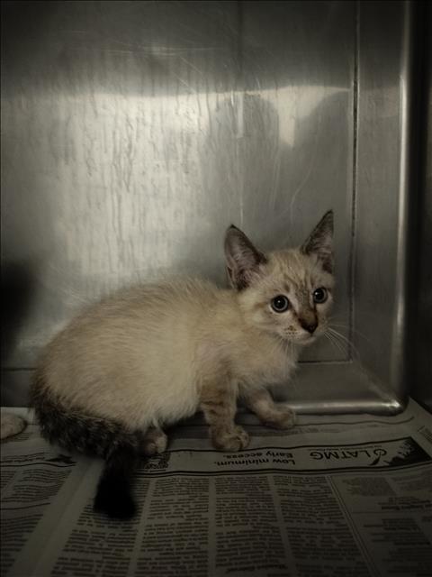 Adoptable Cat