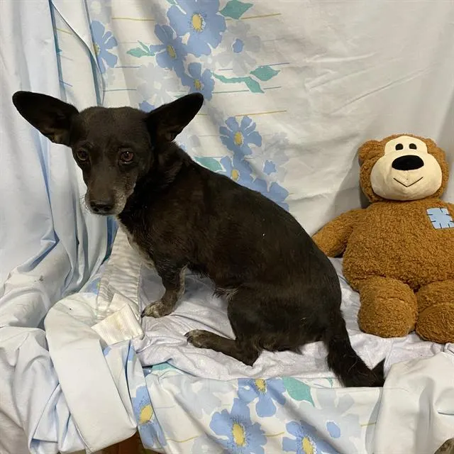 Adoptable Dog