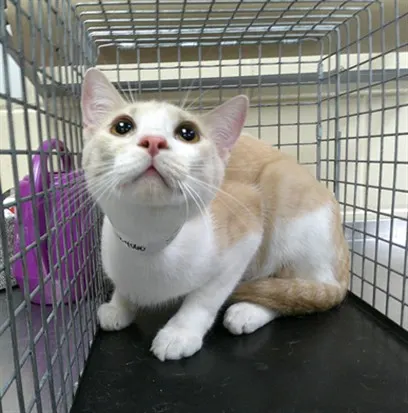 Simba