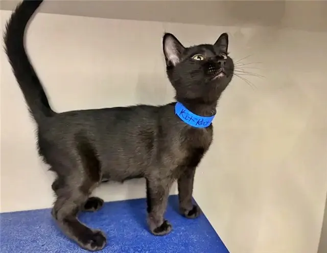 Kit Kat