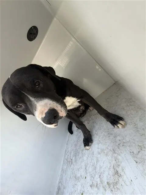 Adoptable Dog