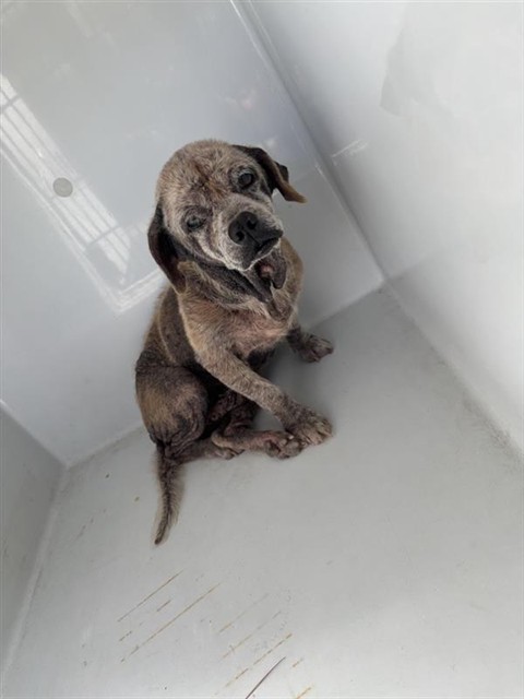 Adoptable Dog