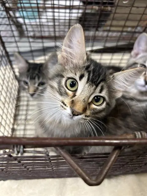 Meryn