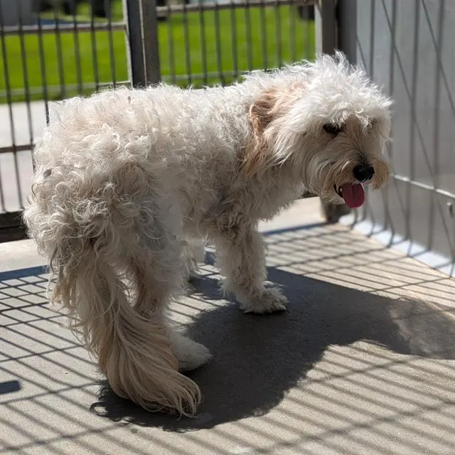 Adoptable Dog