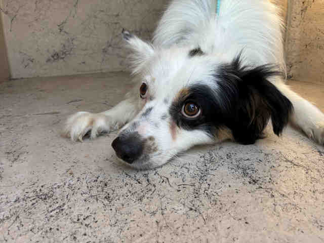 Fergus