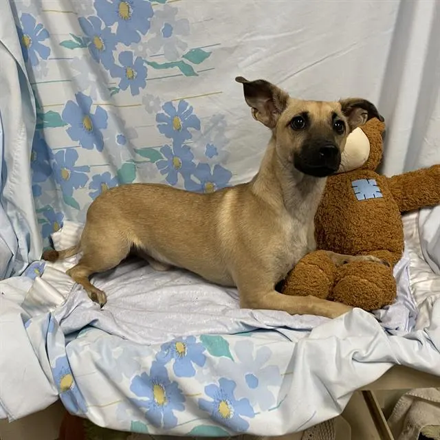 Adoptable Dog