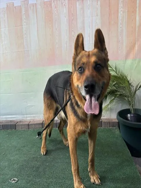 Maximus