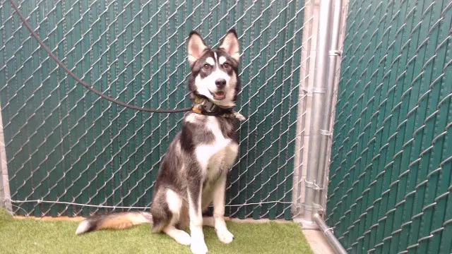 Georgie