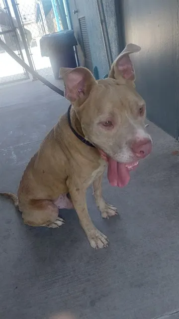 Adoptable Dog