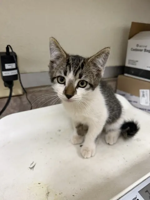 Adoptable Cat