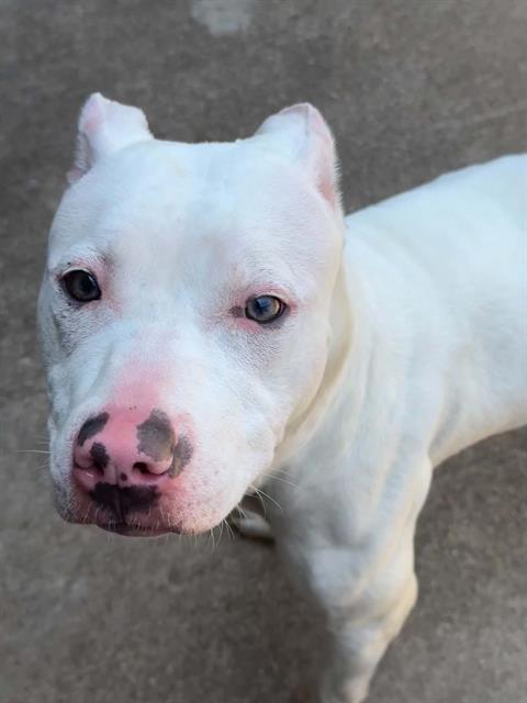 Stella