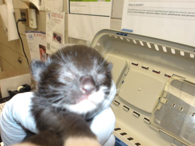 Adoptable Cat