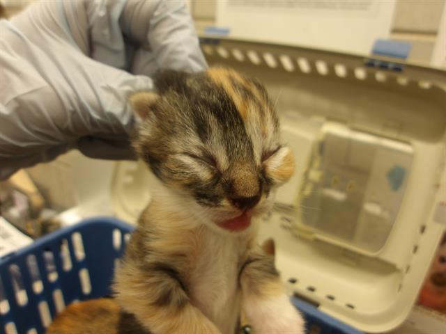Adoptable Cat