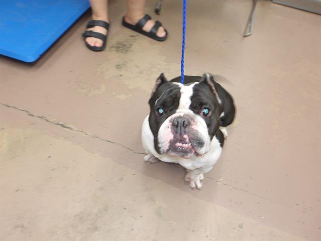 Adoptable Dog
