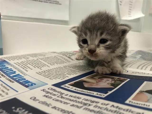 Adoptable Cat