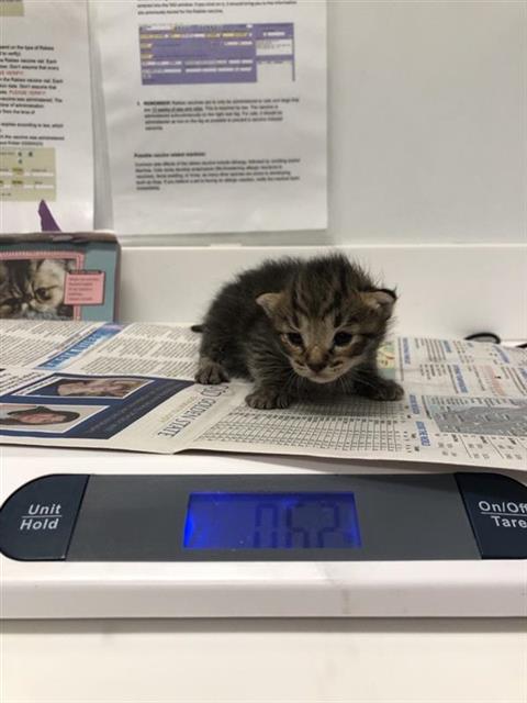 Adoptable Cat